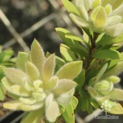 Callistemon Better John -Garden Plant Store apo better john new fluffy leaf
