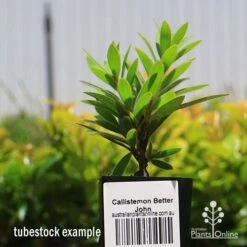 Callistemon Better John -Garden Plant Store apo better john tubestock