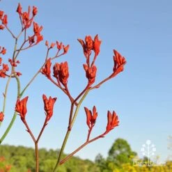 Anigozanthos Big Red - Kangaroo Paw -Garden Plant Store apo big red at farm