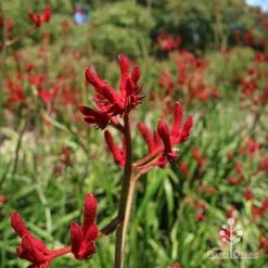 Anigozanthos Big Red - Kangaroo Paw -Garden Plant Store apo big red kangaroo paw flower