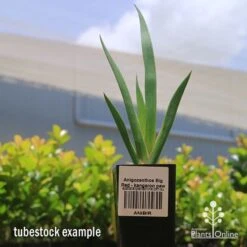 Anigozanthos Big Red - Kangaroo Paw -Garden Plant Store apo big red kangaroo paw tubestock