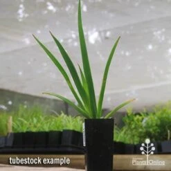 Anigozanthos Big Red - Kangaroo Paw -Garden Plant Store apo big red tubestock