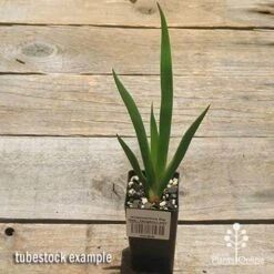 Anigozanthos Big Red - Kangaroo Paw -Garden Plant Store apo big red tubestock 1