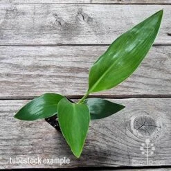 Strelitzia Reginae - Bird Of Paradise -Garden Plant Store apo bird of paradise tubestock top