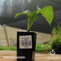 Bat Plant - Tacca -Garden Plant Store apo black bat tacca tubestock