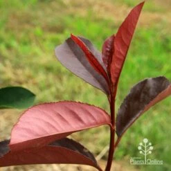 Photinia Black Jack -Garden Plant Store apo black jack photinia