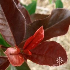 Photinia Black Jack -Garden Plant Store apo black jack photinia colour