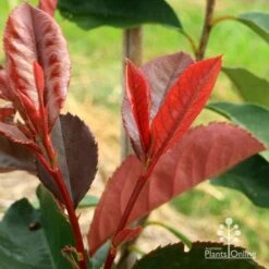 Photinia Black Jack -Garden Plant Store apo black jack photinia new shoot