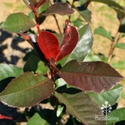 Photinia Black Jack -Garden Plant Store apo black jack photinia winter