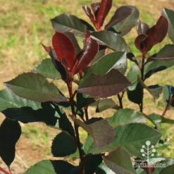 Photinia Black Jack -Garden Plant Store apo black jack winter