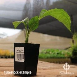 Bat Plant - Tacca -Garden Plant Store apo black tacca tubestock