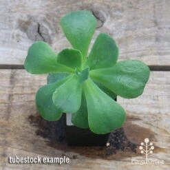 Echeveria Blue Curls - Succulent -Garden Plant Store apo blue curls tubestock top