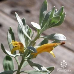 Eremophila Blue Horizon - Emu Bush -Garden Plant Store apo blue horizon flowers
