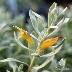Eremophila Blue Horizon - Emu Bush -Garden Plant Store apo blue horizon flowers close