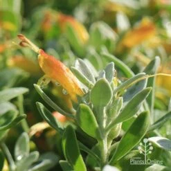 Eremophila Blue Horizon - Emu Bush -Garden Plant Store apo blue horizon july