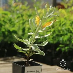 Eremophila Blue Horizon - Emu Bush -Garden Plant Store apo blue horizon tubestock