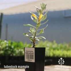 Eremophila Blue Horizon - Emu Bush -Garden Plant Store apo blue horizon tubestock flowering