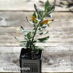 Eremophila Blue Horizon - Emu Bush -Garden Plant Store apo blue horizon tubestock top