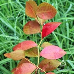 Blueberry Powder Blue 8 Blueberry Powder Blue -Garden Plant Store apo blueberry powder blue autumn