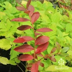 Blueberry Sunshine Blue -Garden Plant Store apo blueberry sunshine blue on raspberry