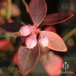 Blueberry Sunshine Blue -Garden Plant Store apo blueberry sunshine blue winter colour