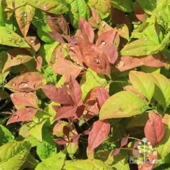 Nandina BLUSH­ -Garden Plant Store apo blush nandina spring colours