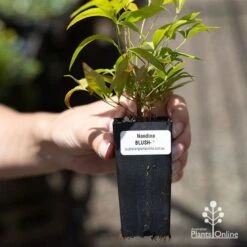 Nandina BLUSH­ -Garden Plant Store apo blush tube