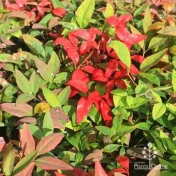 Nandina BLUSH­ -Garden Plant Store apo blush winter colours