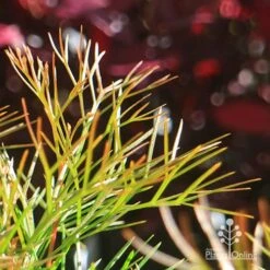 Grevillea Bon Accord -Garden Plant Store apo bon accord bronze foliage