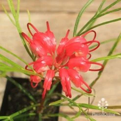 Grevillea Bon Accord -Garden Plant Store apo bon accord grevillea flower