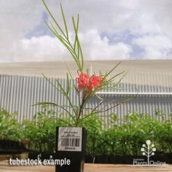 Grevillea Bon Accord -Garden Plant Store apo bon accord grevillea tubestock flowering