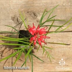 Grevillea Bon Accord -Garden Plant Store apo bon accord grevillea tubestock flowering top