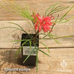 Garden Plant Store -Garden Plant Store apo bon accord grevillea tubestock in flower