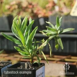 Grevillea Bonnie Prince Charlie -Garden Plant Store apo bonnie prince charlie grevillea tubestock