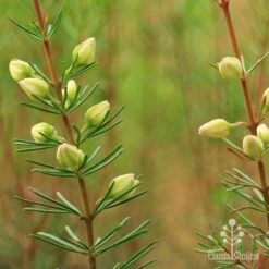 Boronia Clavata - Bremer Boronia -Garden Plant Store apo boronia clavata close