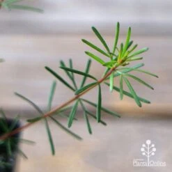 Boronia Clavata - Bremer Boronia -Garden Plant Store apo boronia clavata foliage