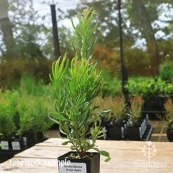 Grevillea Bonnie Prince Charlie -Garden Plant Store apo bpc tubestock side