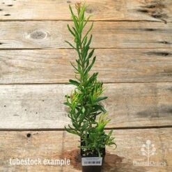 Grevillea Bonnie Prince Charlie -Garden Plant Store apo bpc tubestock tall