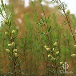 Boronia Clavata - Bremer Boronia -Garden Plant Store apo bremer boronia
