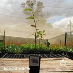 Blueberry Brightwell -Garden Plant Store apo britewell tubestock side