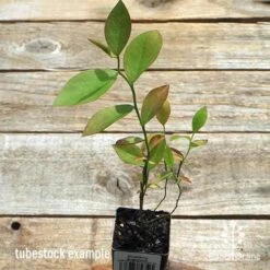 Blueberry Brightwell -Garden Plant Store apo britewell tubestock top