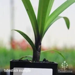 Agapanthus Buccaneer -Garden Plant Store apo buccaneer purple stem