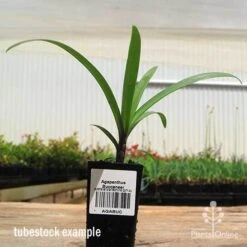 Agapanthus Buccaneer -Garden Plant Store apo buccaneer tubestock