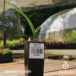Agapanthus Buccaneer -Garden Plant Store apo buccaneer tubestock side