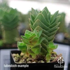 Crassula Buddha’s Temple - Succulent -Garden Plant Store apo buddhas temple baby buddhas