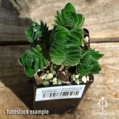 Crassula Buddha’s Temple - Succulent -Garden Plant Store apo buddhas temple cluster above