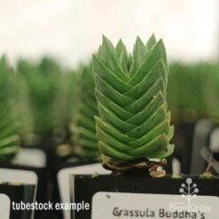 Crassula Buddha’s Temple - Succulent -Garden Plant Store apo buddhas temple tall