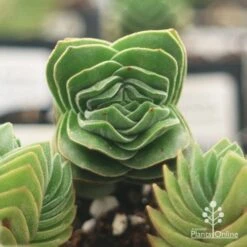 Crassula Buddha’s Temple - Succulent -Garden Plant Store apo buddhas temple top