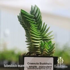 Crassula Buddha’s Temple - Succulent -Garden Plant Store apo buddhas temple tubestock