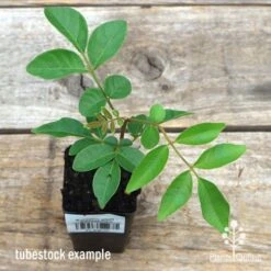 Burdekin Plum - Pleiogynium -Garden Plant Store apo burdekin tubestock top